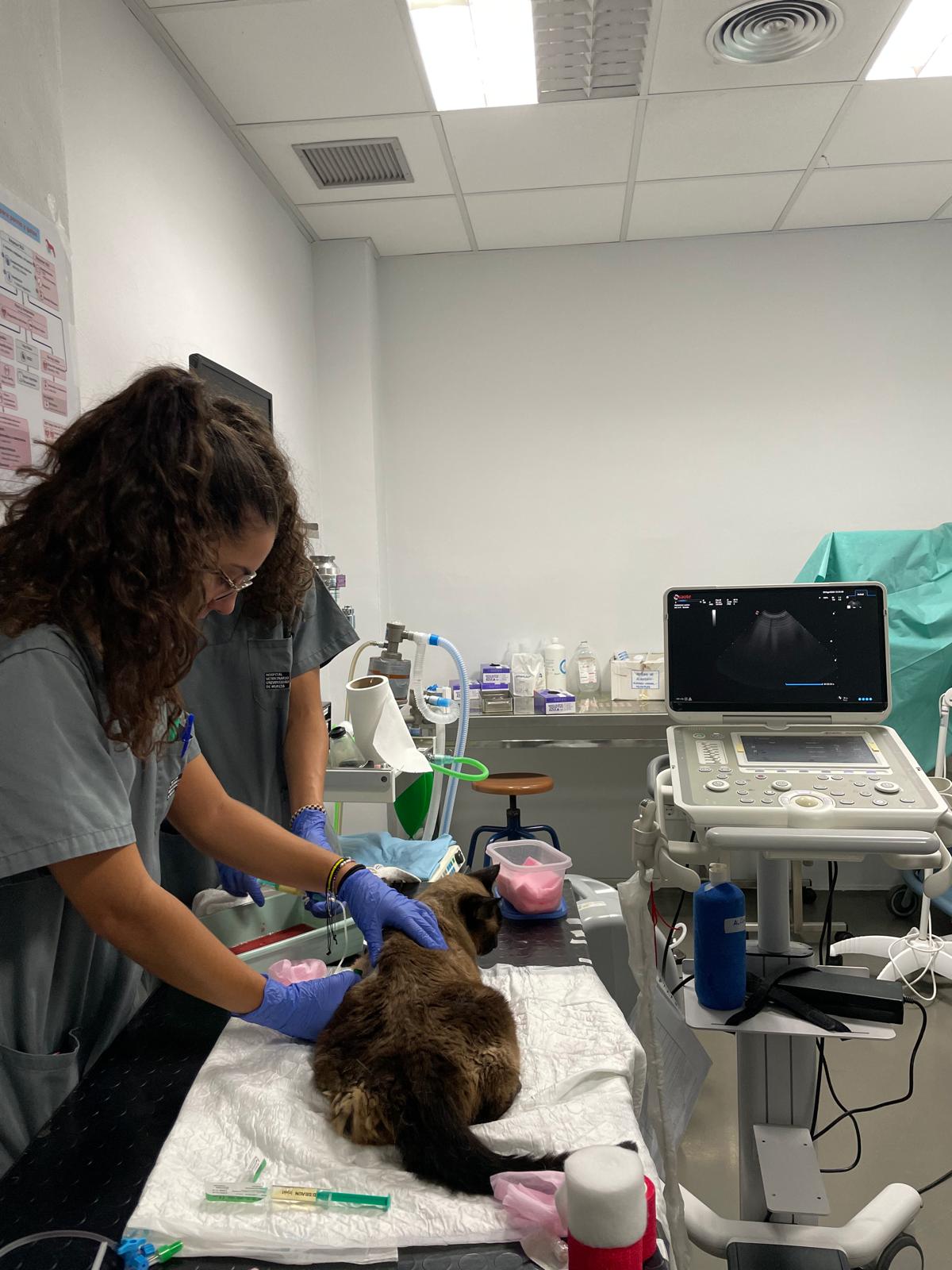 Veterinaria atendiendo a un gato